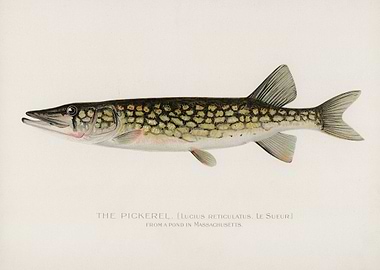 Pickerel Fish