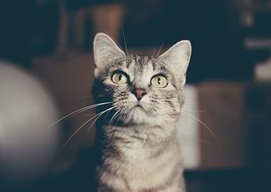 Cute Cat