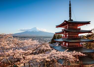 Cherry blossoms at pagoda