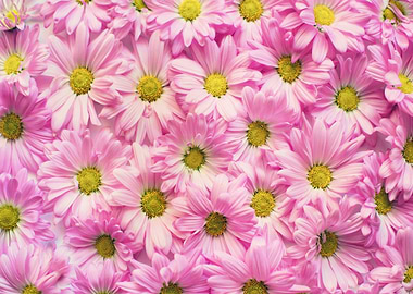 pink daisies