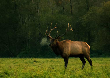 Elk