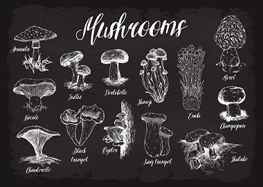 Mushrooms Guide Types