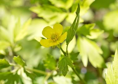 Swamp buttercup flower