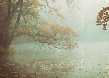 Autumn foggy pond in park