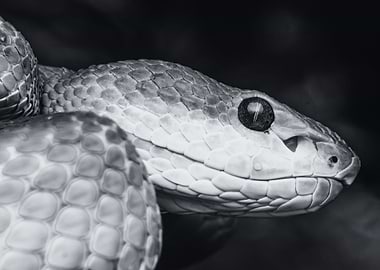 Beautiful Reptile 9