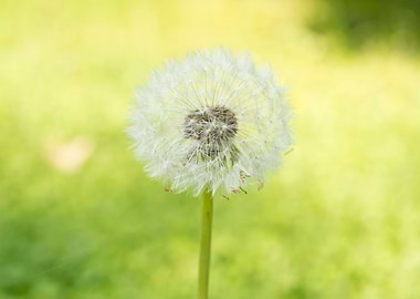 Summer dandelion blowball