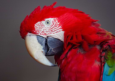 animal face parrot red