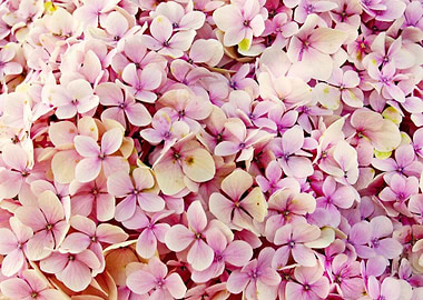 hydrangea pink