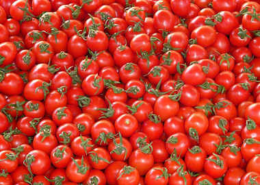 tomatoes