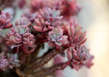 succulent red