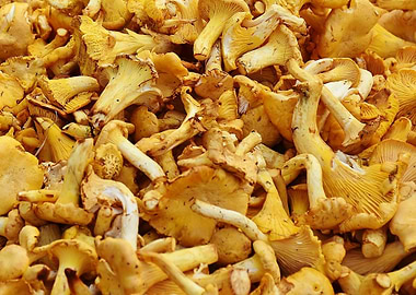 chanterelles