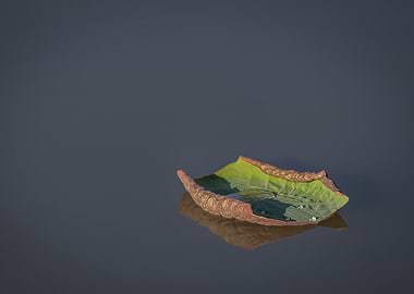 Lotus Leaf
