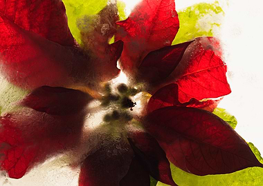 Poinsettia in ice