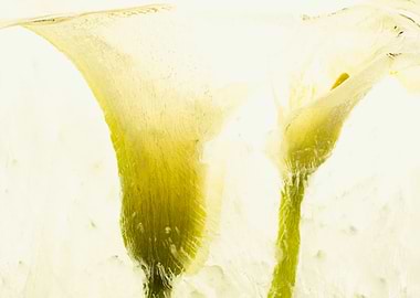 White calla in ice 3