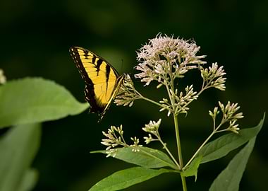 Tiger swallowtail
