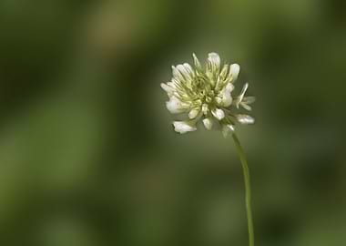 White clover in the yard