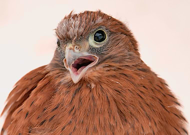 Rock Kestrel Juvenile