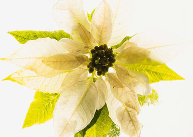 White poinsettia in ice