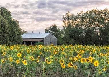 Sunflowers in Bloom