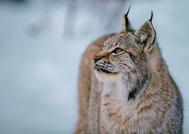 Lynx