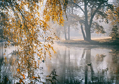 Autumn foggy lake in park