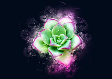 succulent smoke