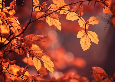 Autumn leaves in forest