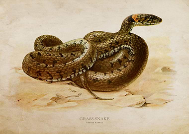 Grass snake