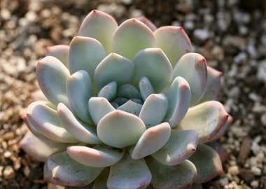 sunny succulent