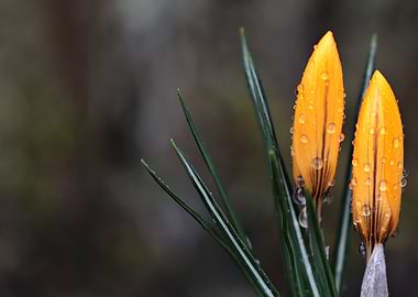 crocus