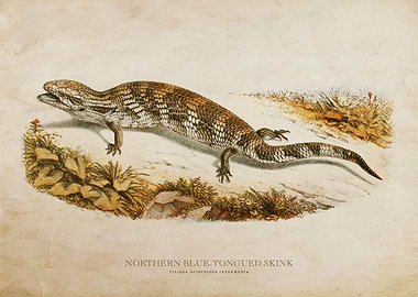 Blue Tongued Skink