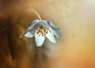 White wild anemone, forest