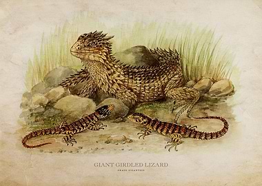 Giant Girdled Lizard