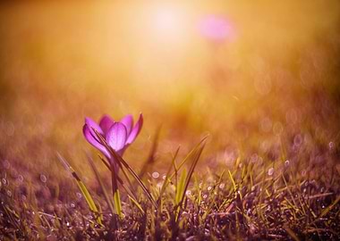 Pink crocuses, macro