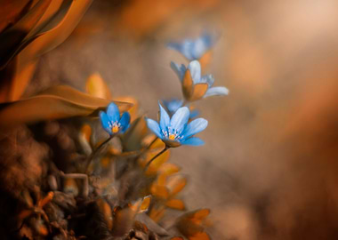 Blue hepatica flowers
