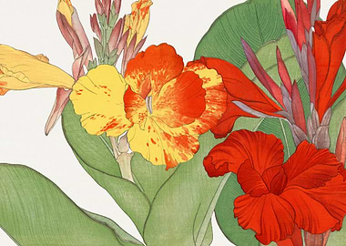 Canna flower