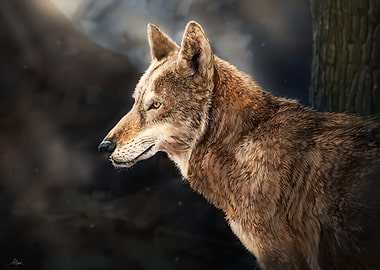 Red Wolf
