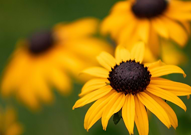 Black Eyed Susans