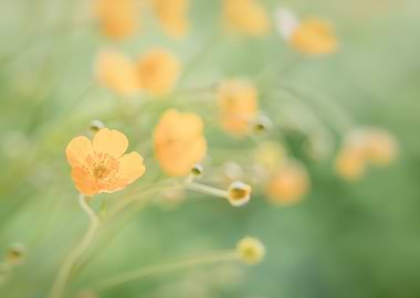 Yellow flowers on meadow