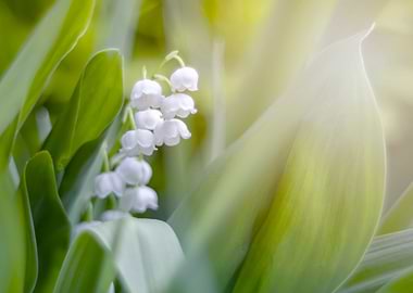 Lilies of the valley,macro