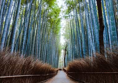 Arashiyama forest Kyoto