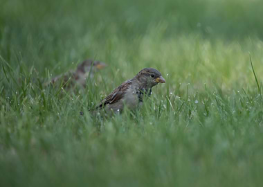 Female house finch