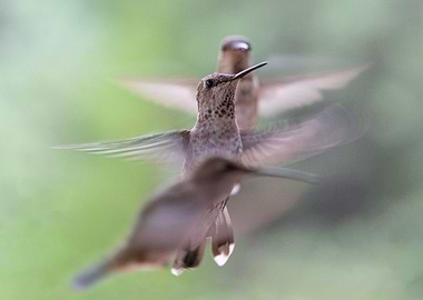 Hummingbird Buzz
