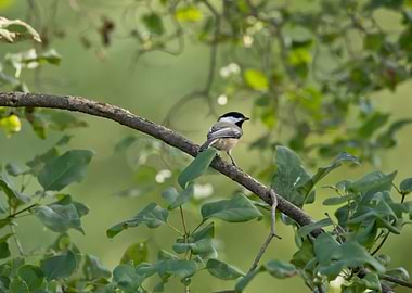 Chickdadee on a branch