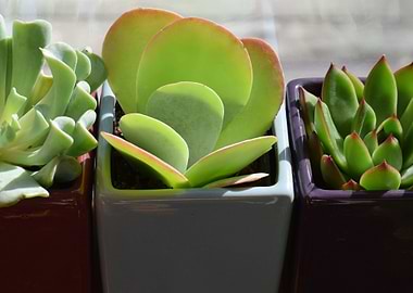3 succulents