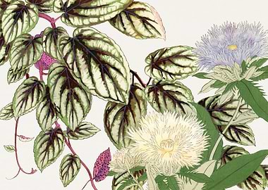 Vitis stokesia