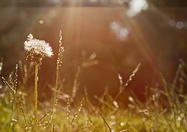 Dandelion landscape