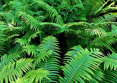 green fern