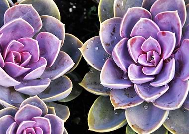 purple succulents