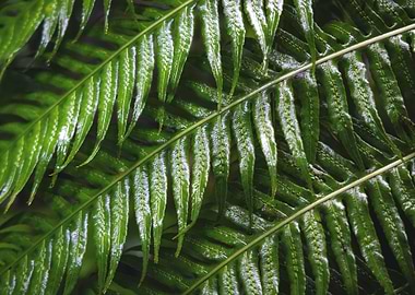 Wet Fern Leaves